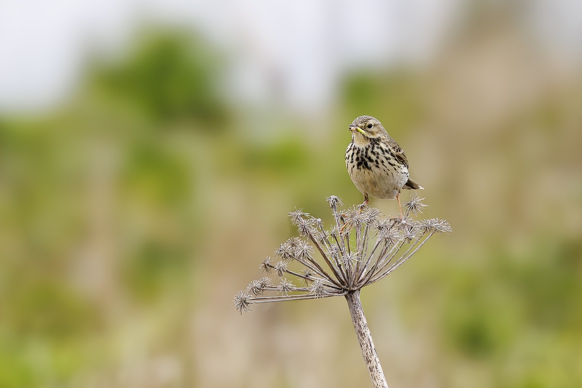 Meadow Pipit - ML622391293