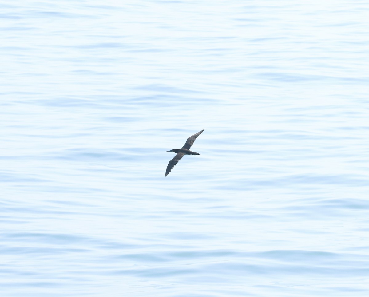 Brown Booby - ML622391297