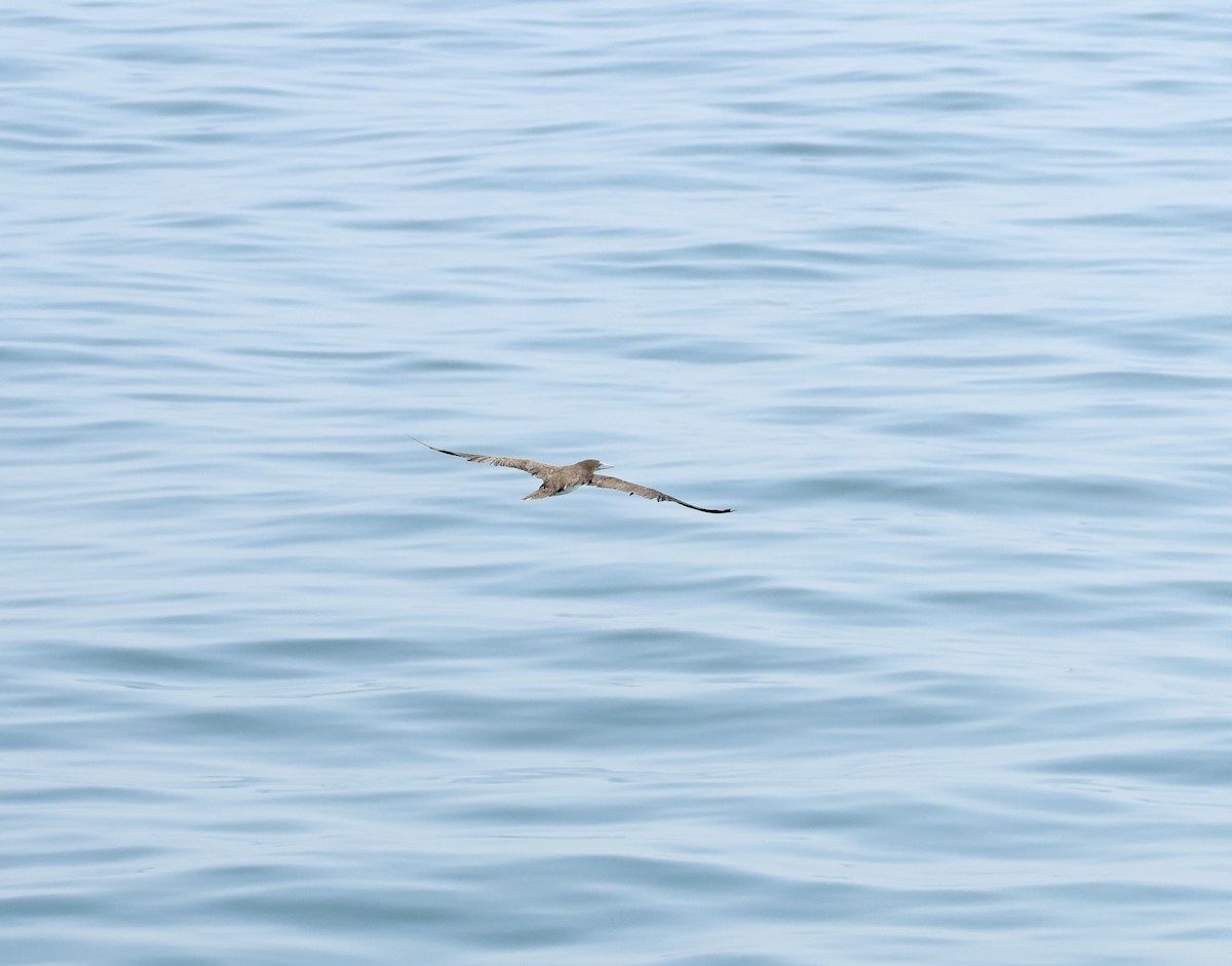 Brown Booby - ML622391298