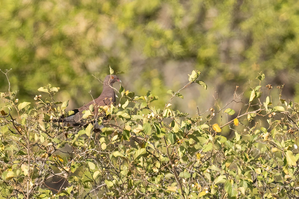 Peruvian Pigeon - ML622391314