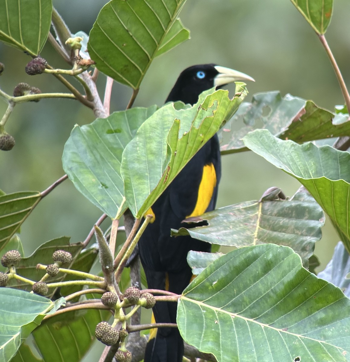 Yellow-rumped Cacique (Amazonian) - ML622391317