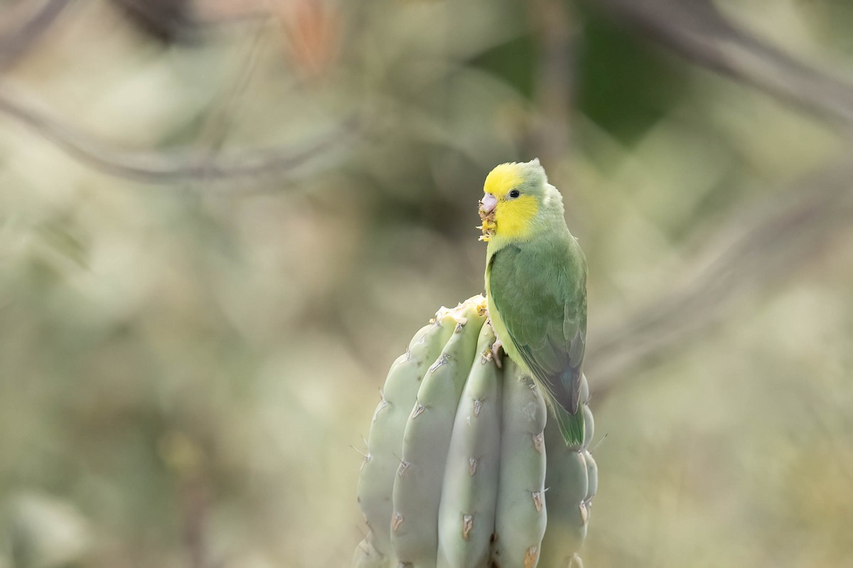 Yellow-faced Parrotlet - ML622391319