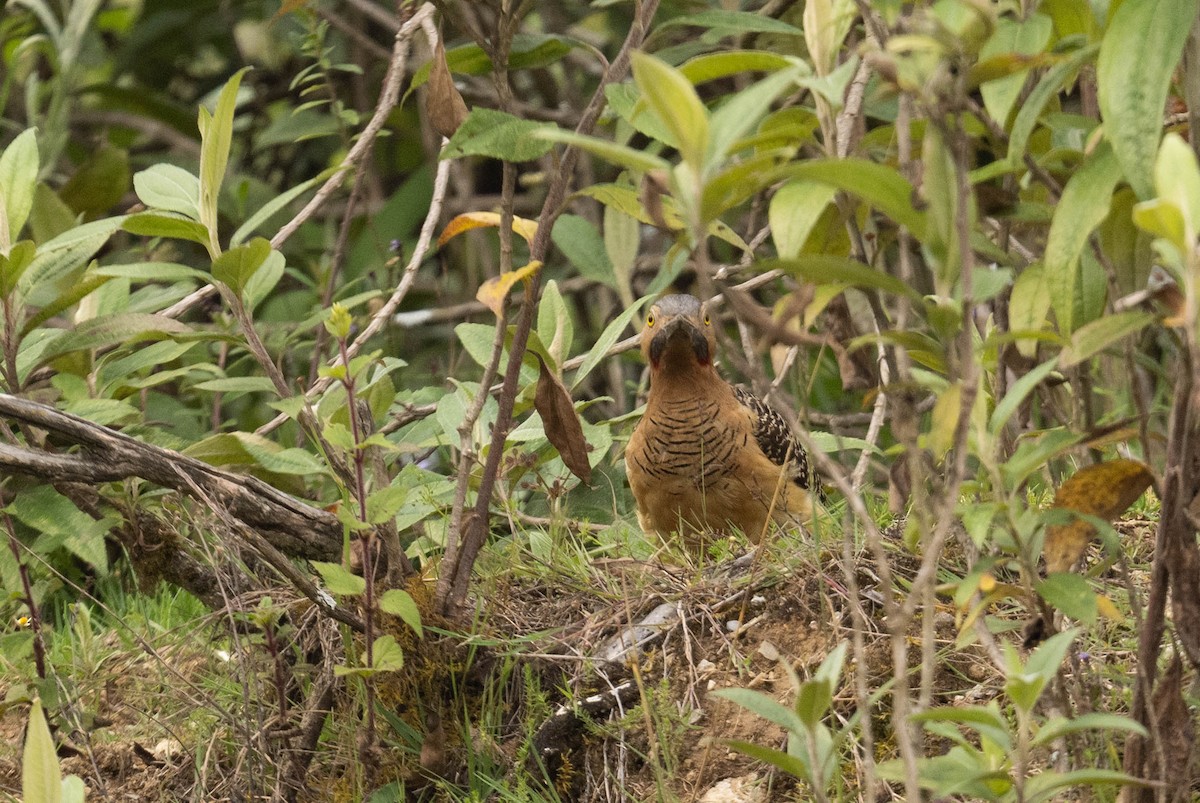 Andean Flicker - ML622391341