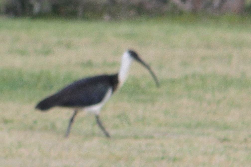 Straw-necked Ibis - NICOLINO DALFONSO