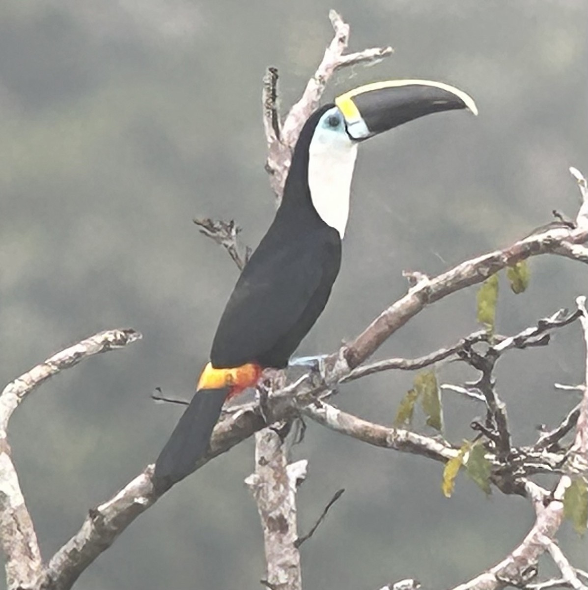 Channel-billed Toucan - ML622391343