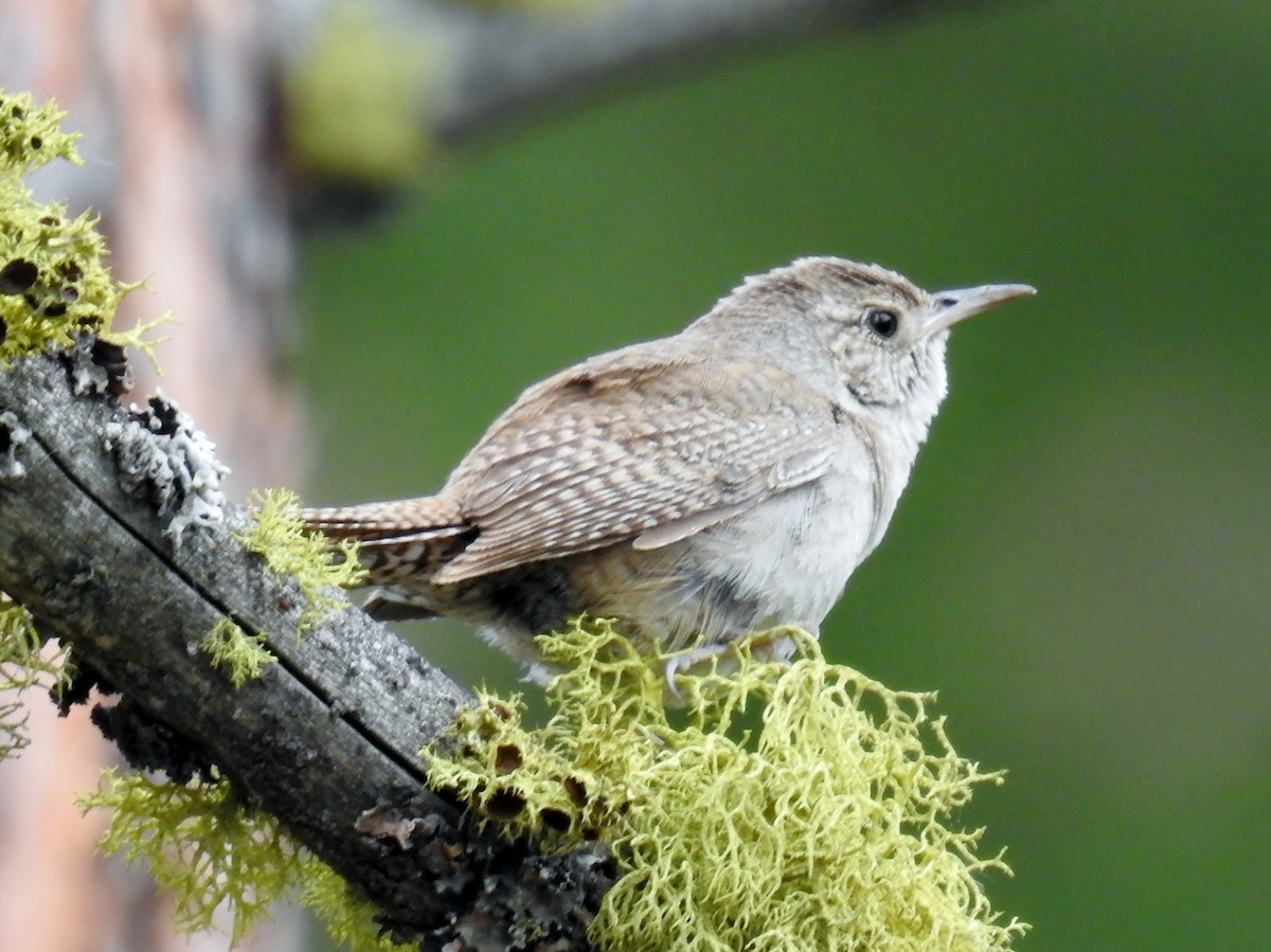 House Wren - K.C. Anderson