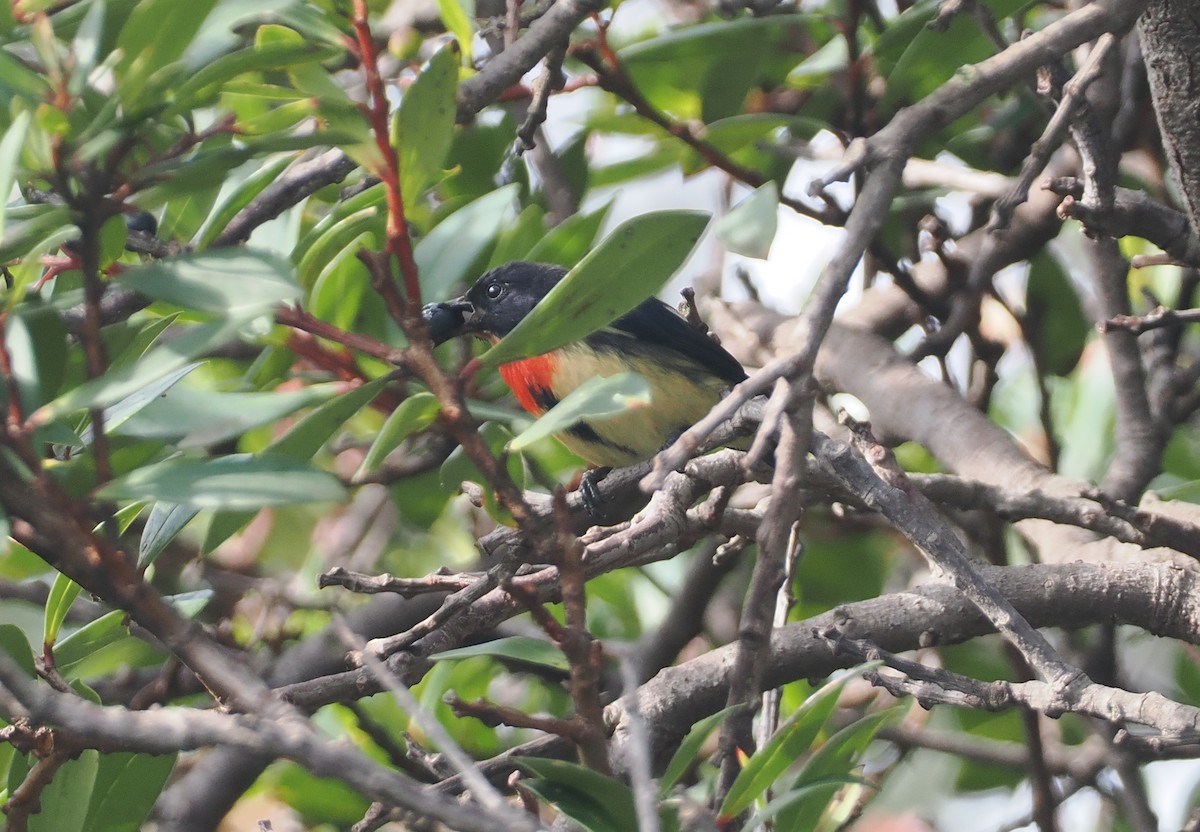 Blood-breasted Flowerpecker (Blood-breasted) - ML622391352