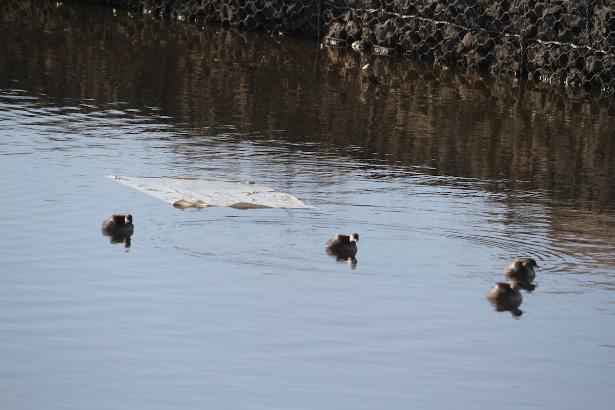 Hoary-headed Grebe - ML622391359