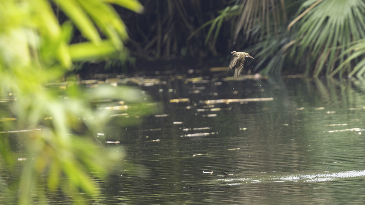 Northern Rough-winged Swallow (Northern) - ML622391366