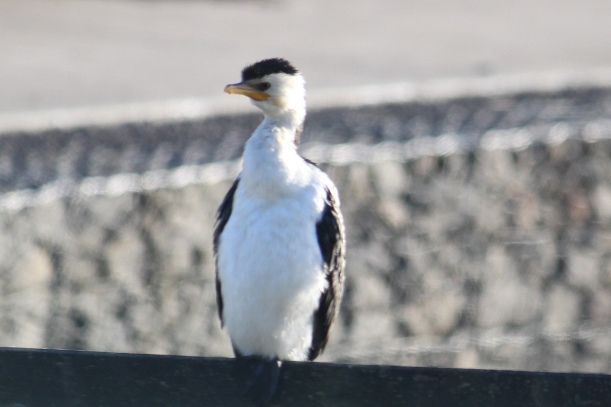 Little Pied Cormorant - ML622391375