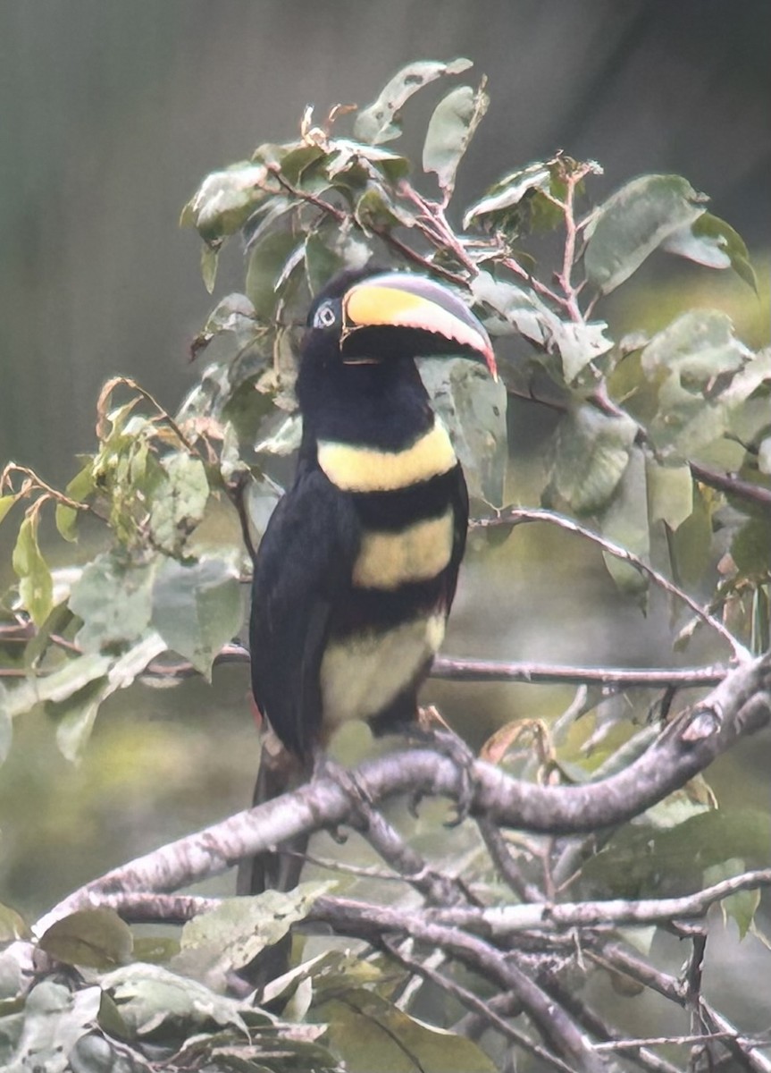 Many-banded Aracari - Michael Scheibel