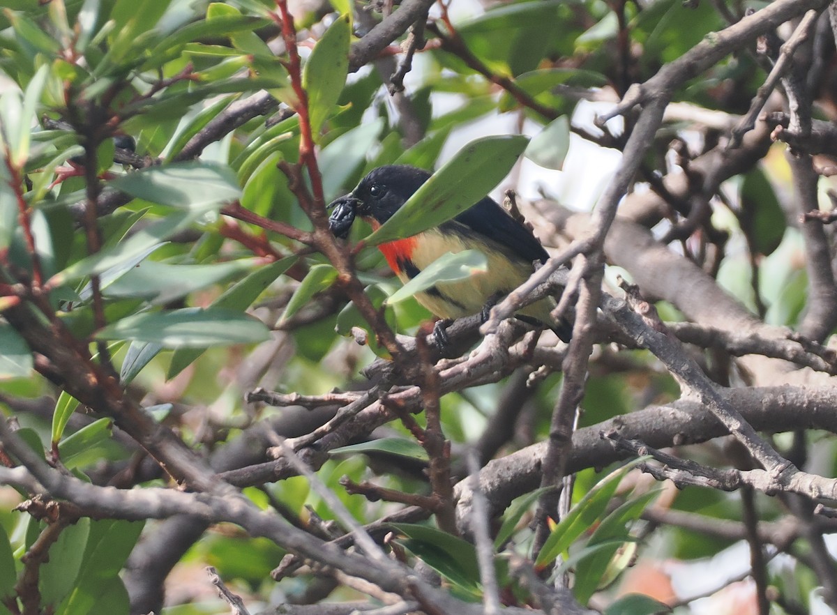 Blood-breasted Flowerpecker (Blood-breasted) - ML622391400