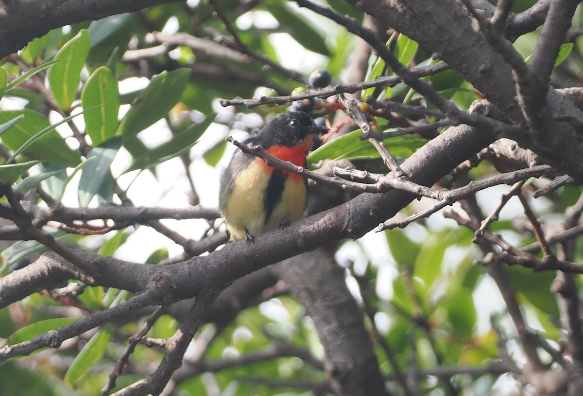 Blood-breasted Flowerpecker (Blood-breasted) - ML622391418