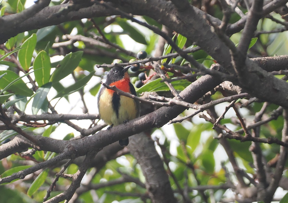 Blood-breasted Flowerpecker (Blood-breasted) - ML622391434