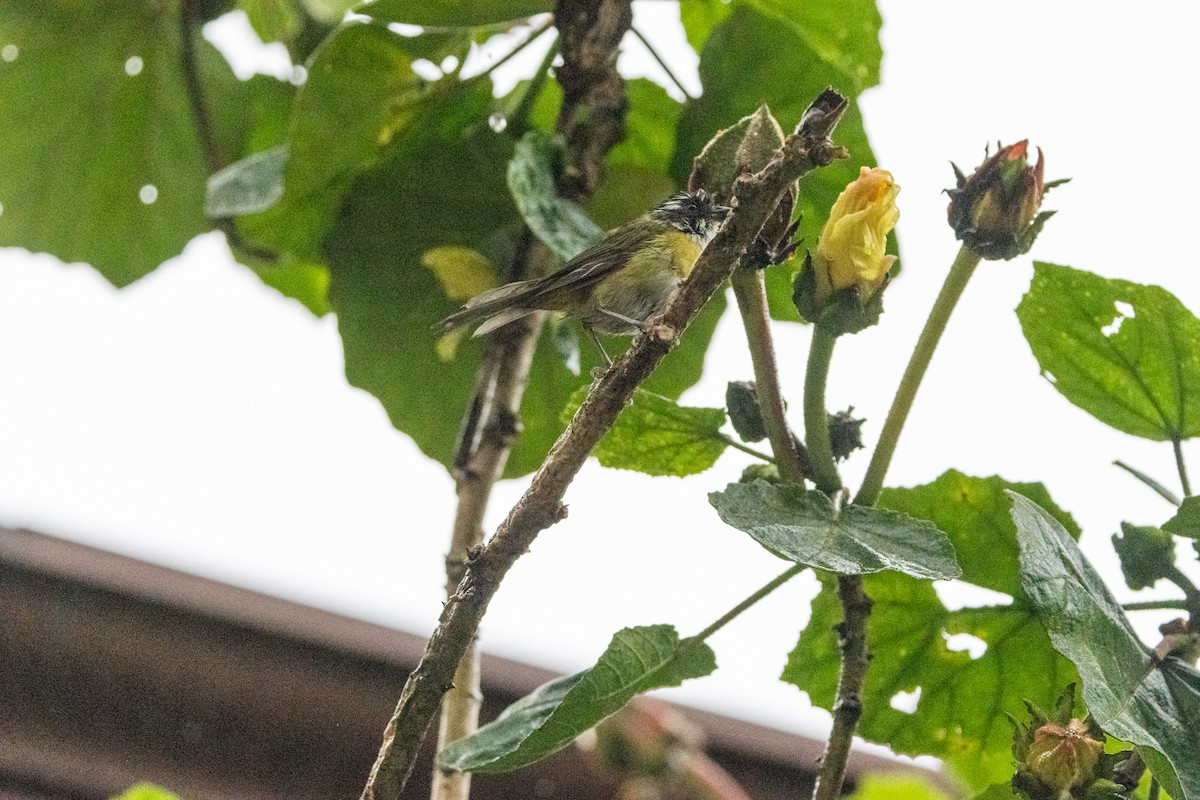 Sooty-capped Chlorospingus - ML622391481