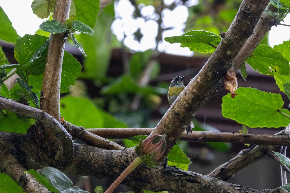 Sooty-capped Chlorospingus - ML622391482