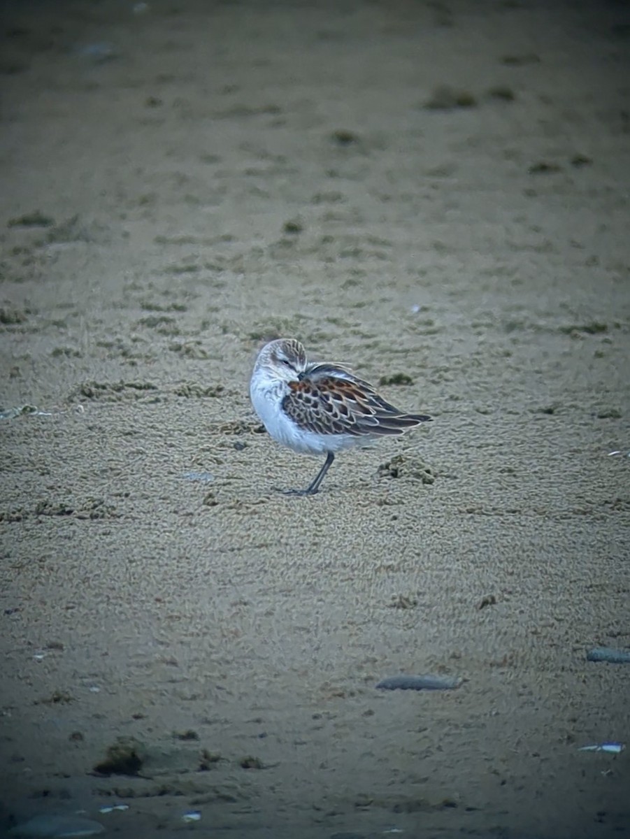 Western Sandpiper - Rae Snyder