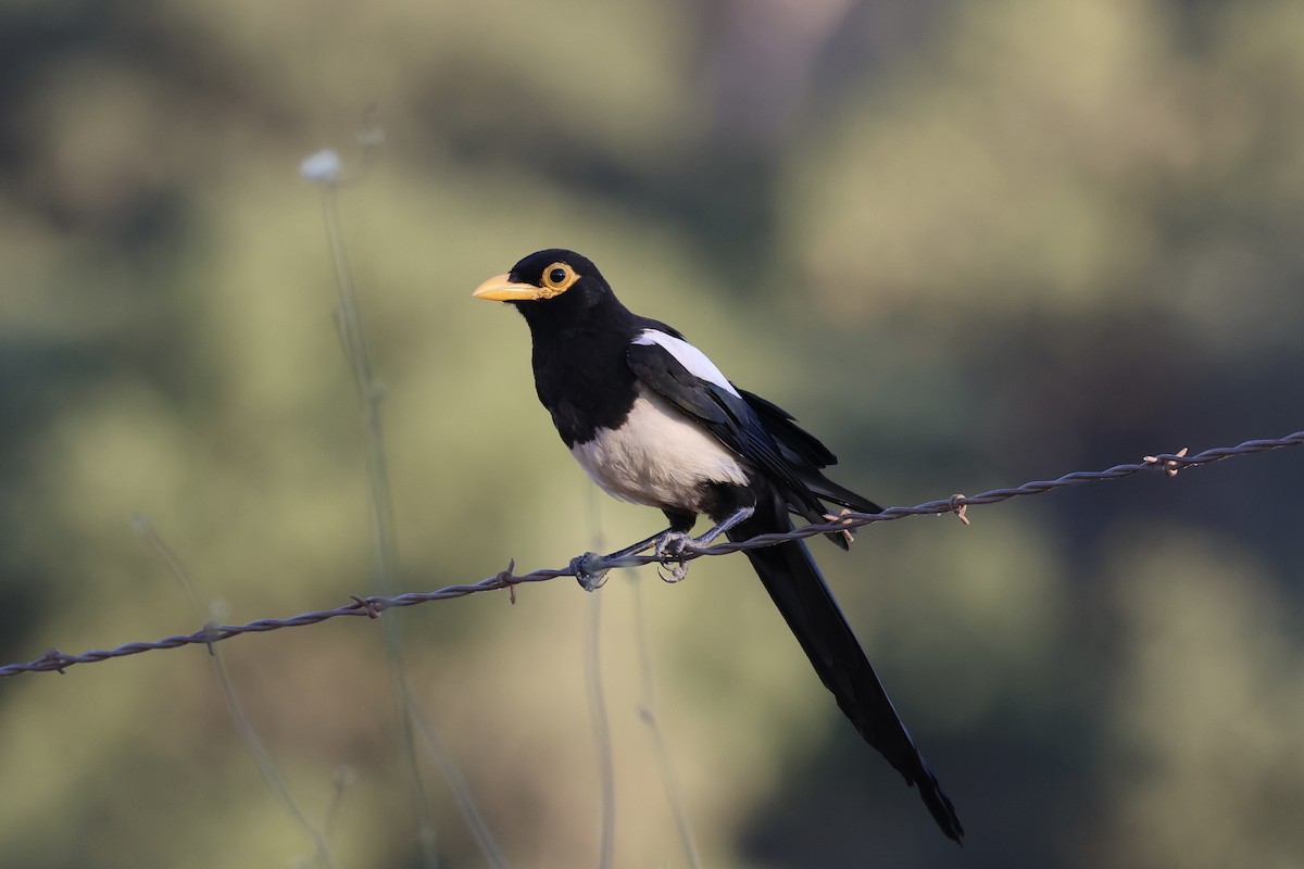 Yellow-billed Magpie - ML622391530