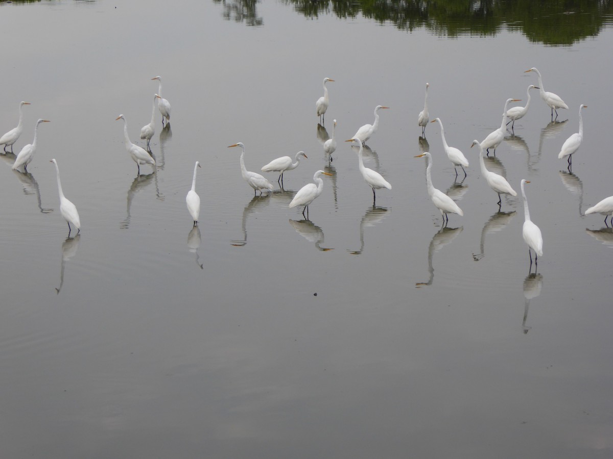 Great Egret - ML622391581