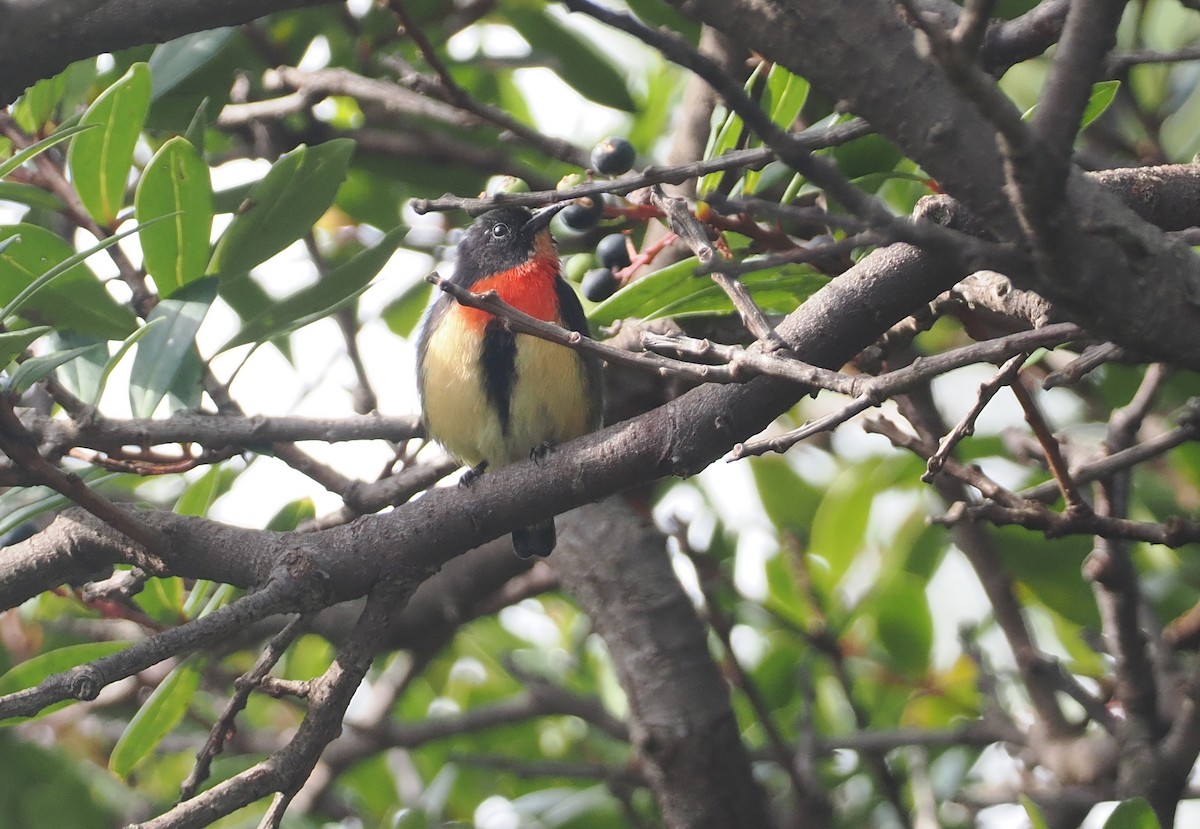 Blood-breasted Flowerpecker (Blood-breasted) - ML622391667