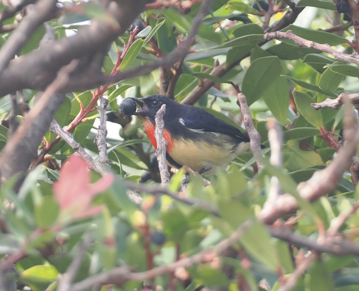 Blood-breasted Flowerpecker (Blood-breasted) - ML622391677