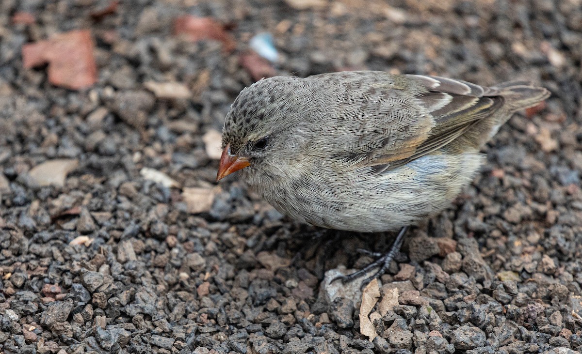 Small Ground-Finch - Neil Dowling