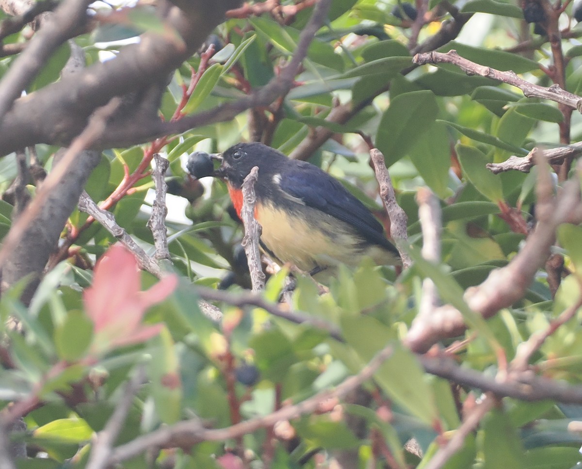 Blood-breasted Flowerpecker (Blood-breasted) - ML622391730