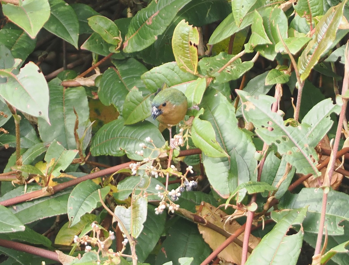 Tawny-breasted Parrotfinch - ML622391748