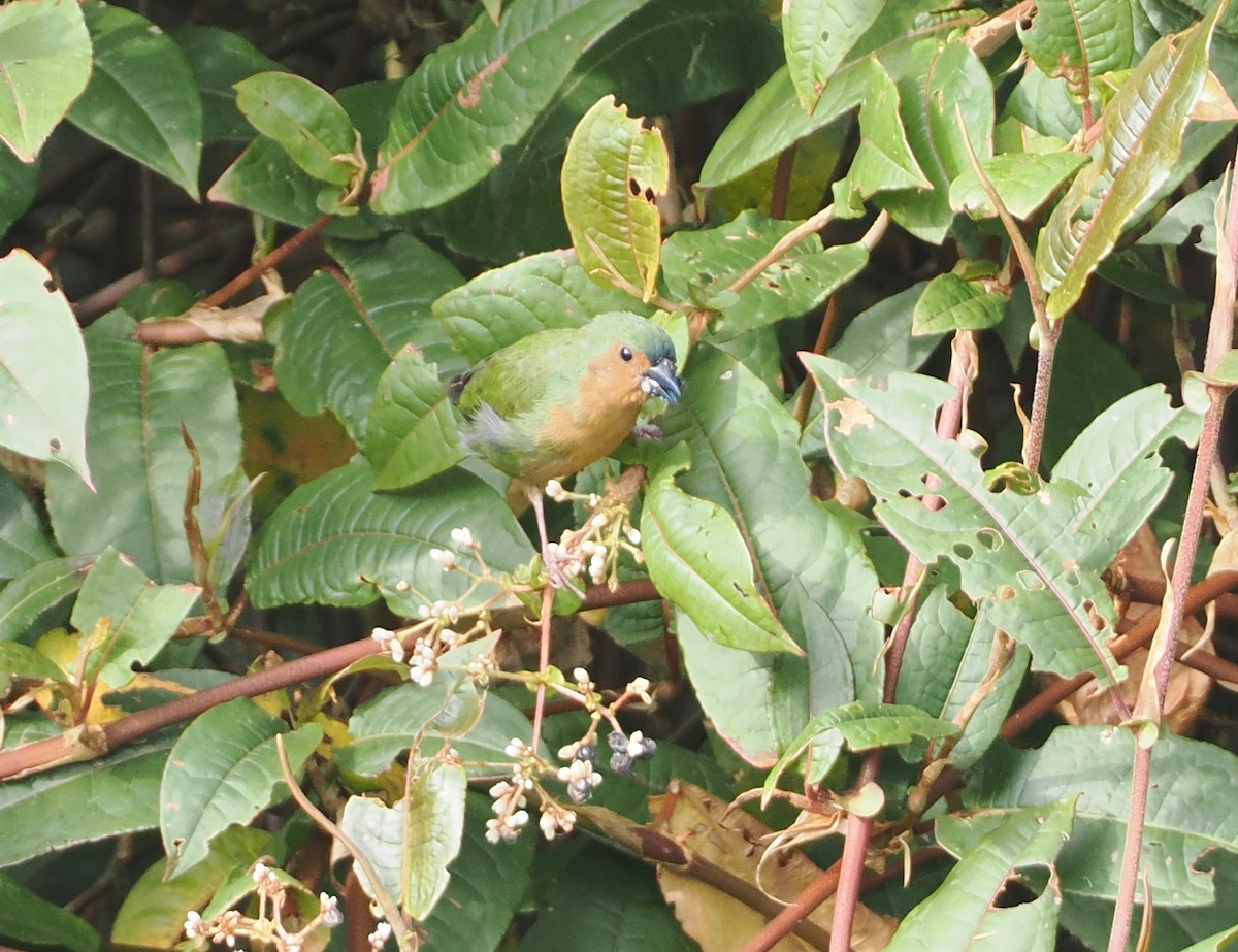 Tawny-breasted Parrotfinch - ML622391763