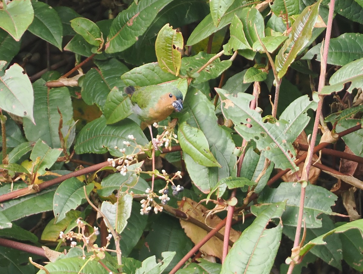 Tawny-breasted Parrotfinch - ML622391783