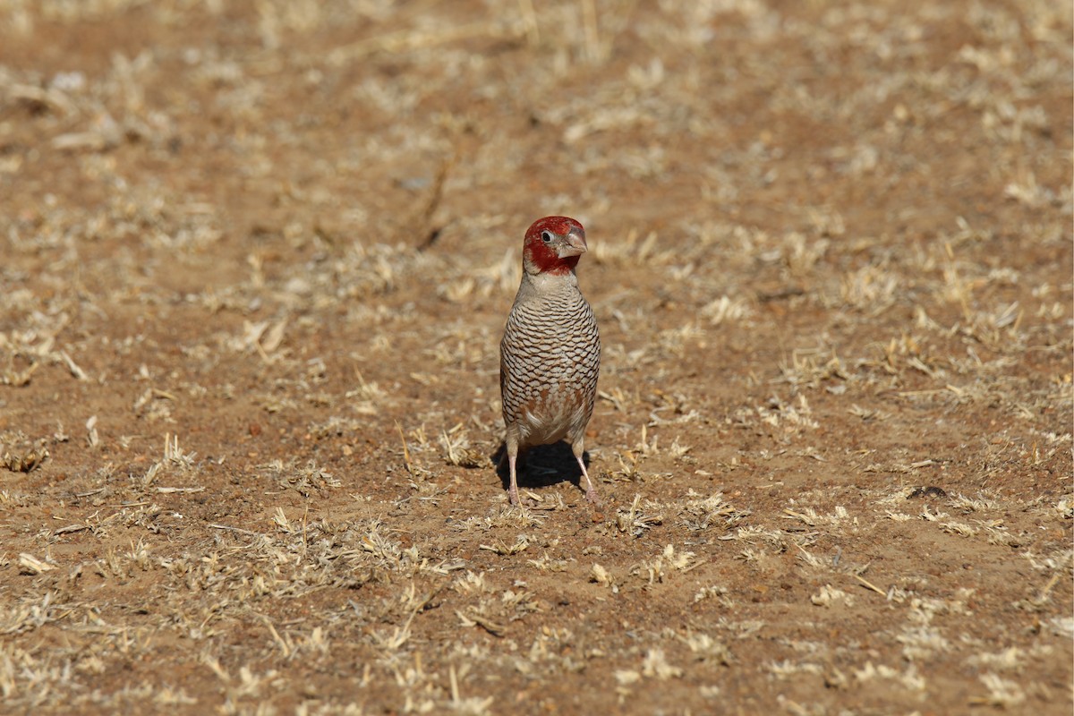 Red-headed Finch - ML622391819