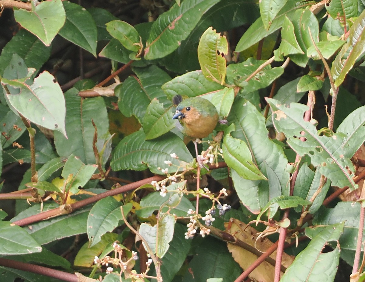 Tawny-breasted Parrotfinch - ML622391865