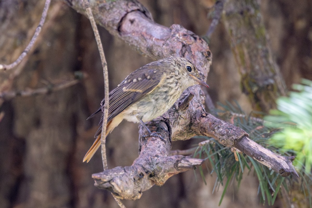 Rusty-tailed Flycatcher - Yann Muzika