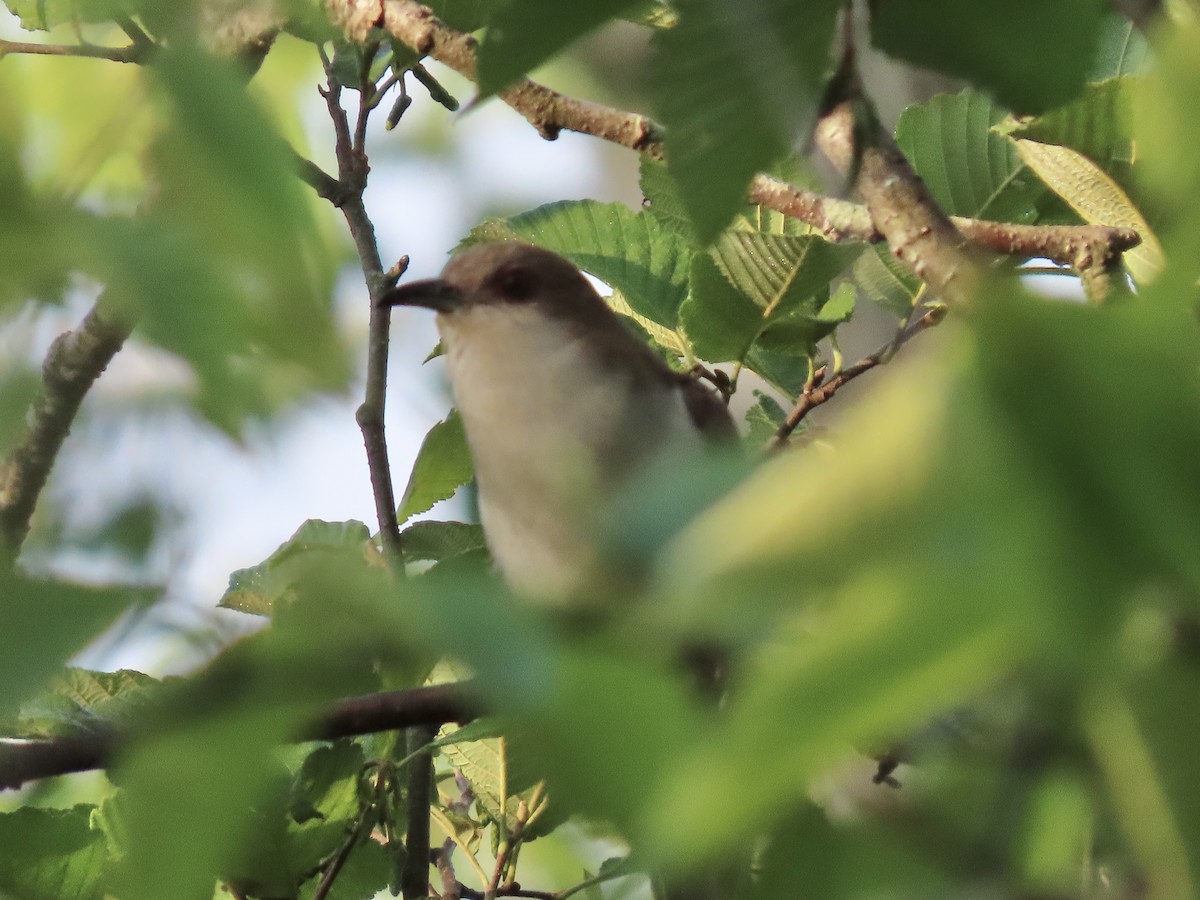 Black-billed Cuckoo - Tim Carney