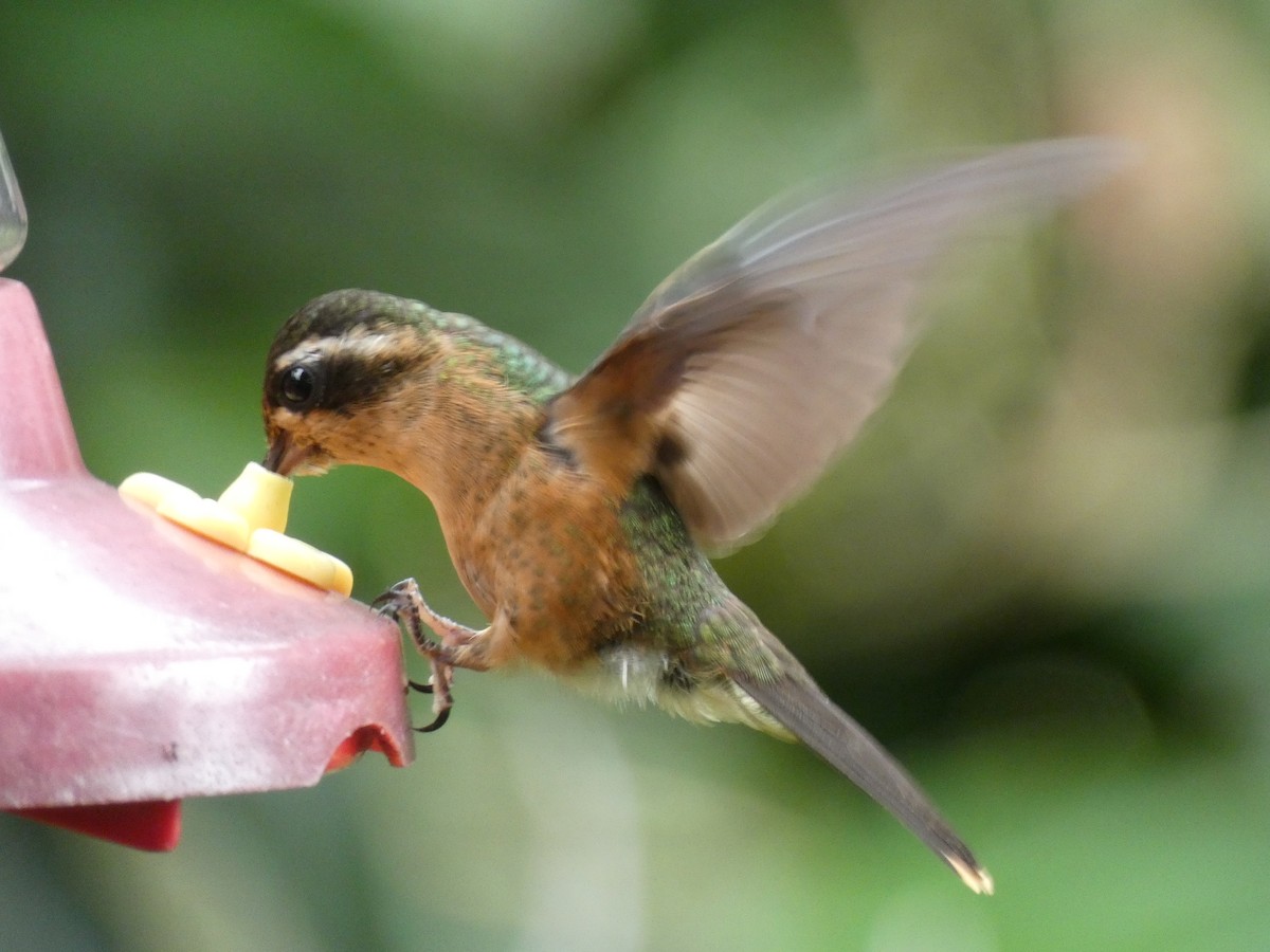 Speckled Hummingbird - ML622392030