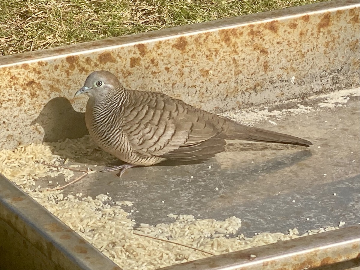 Zebra Dove - ML622392076