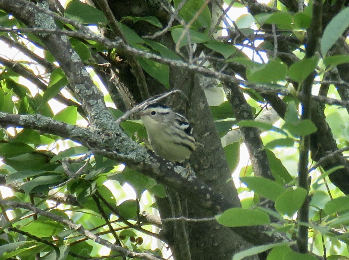 Black-and-white Warbler - ML622392196