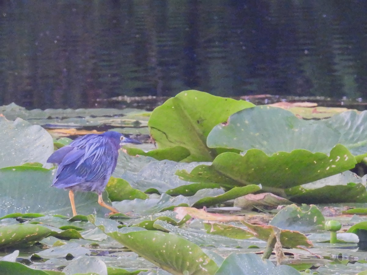 Green Heron - ML622392263