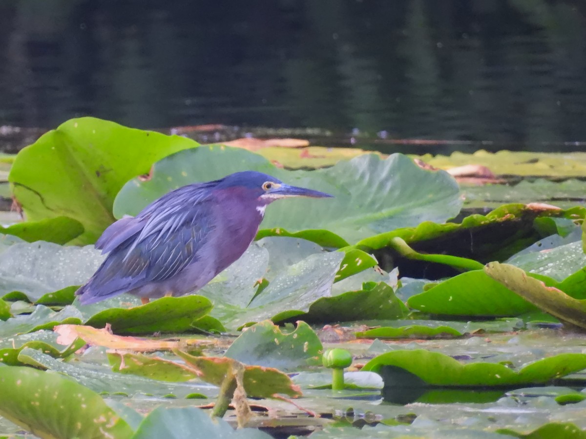 Green Heron - ML622392264