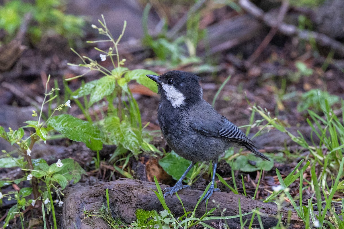 Rufous-naped Tit - ML622392285