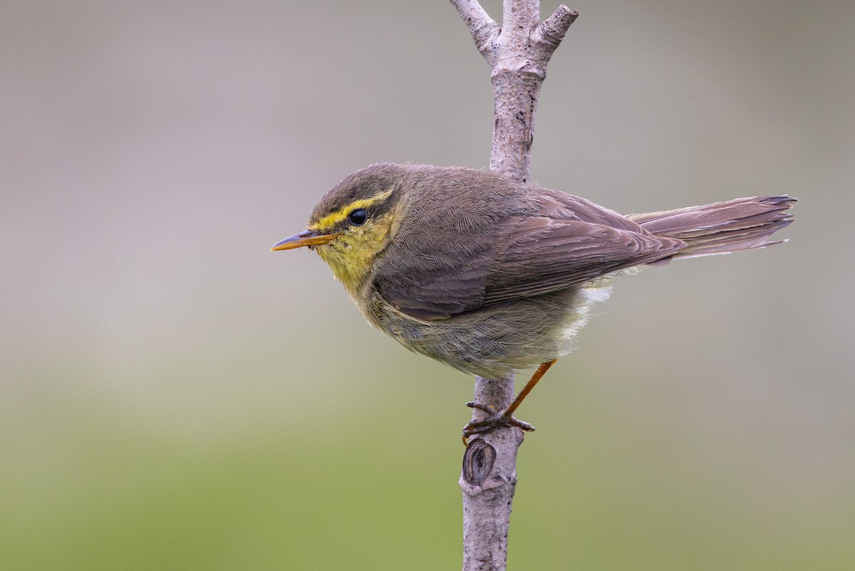 Tickell's Leaf Warbler - Yann Muzika