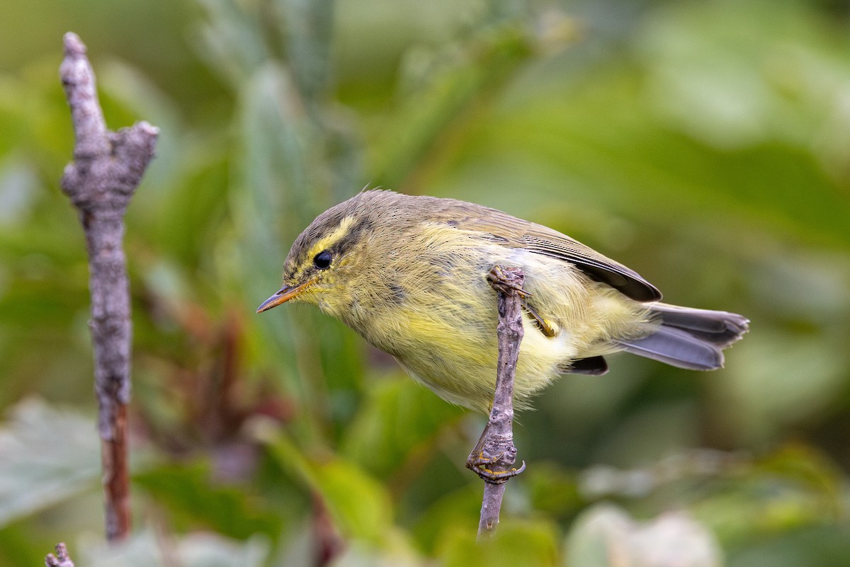 Tickell's Leaf Warbler - ML622392309