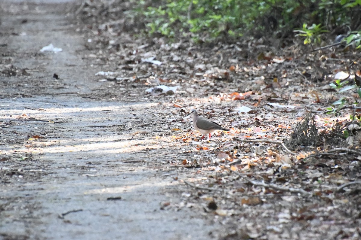 Caribbean Dove - ML622392336