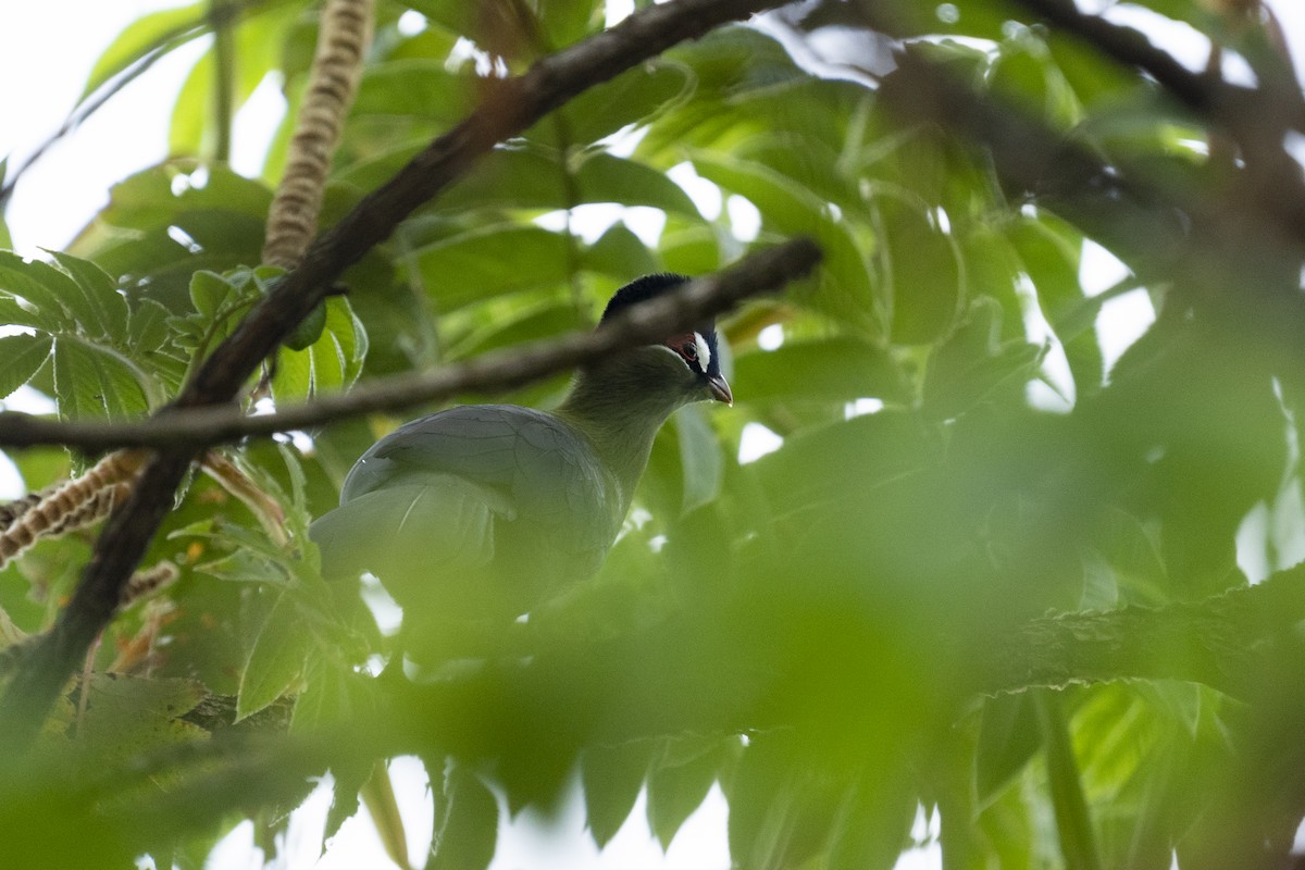 Hartlaub's Turaco - ely what