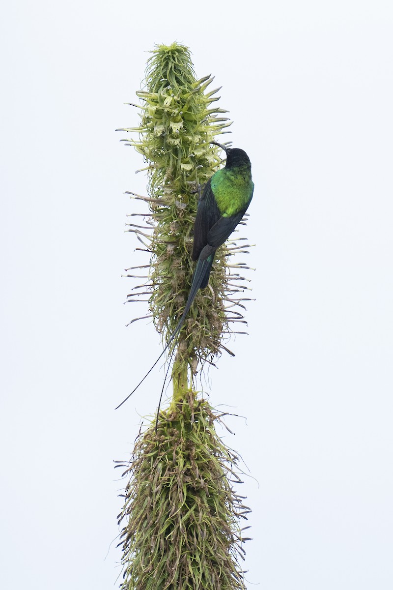 Red-tufted Sunbird - ML622392360