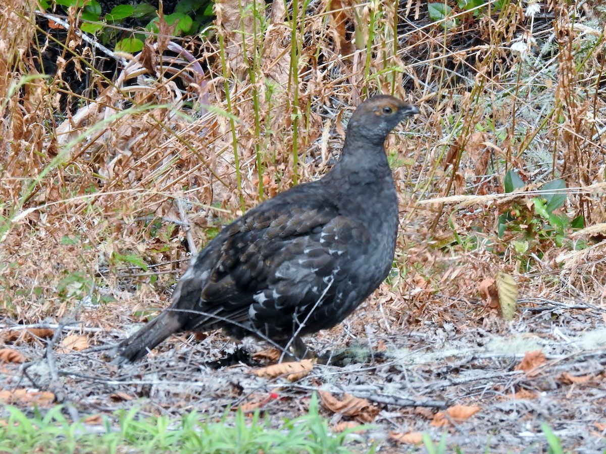 Sooty Grouse - ML622392428