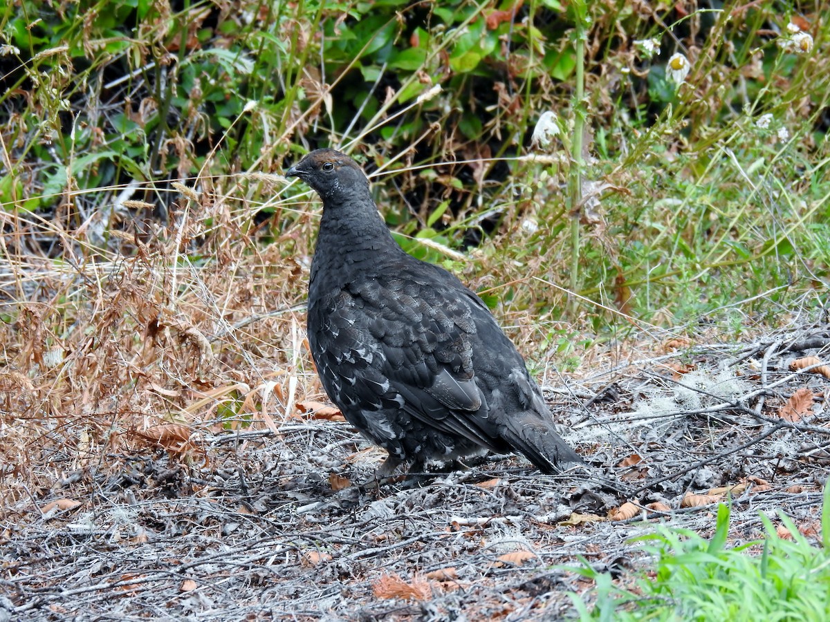 Sooty Grouse - ML622392451