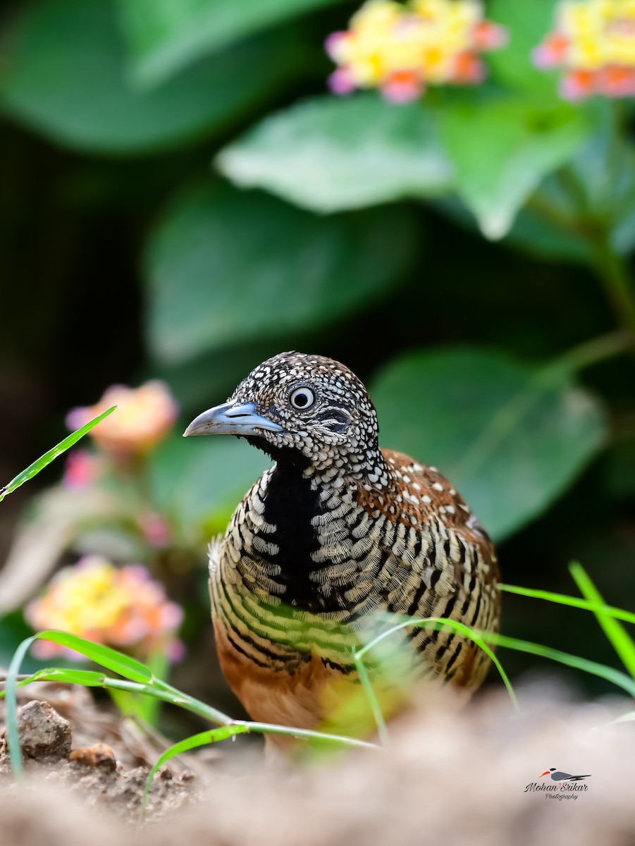 Barred Buttonquail - ML622392460