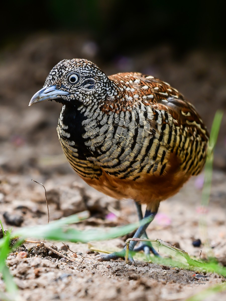 Barred Buttonquail - ML622392461