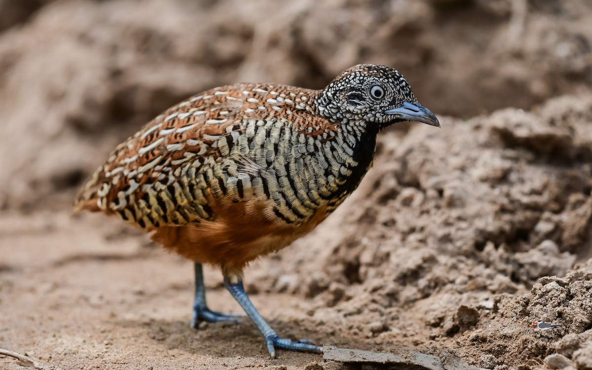 Barred Buttonquail - ML622392462